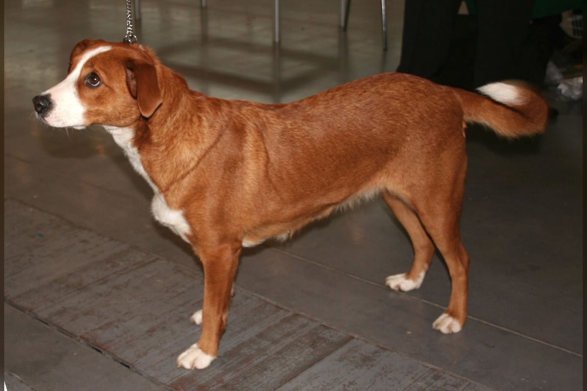 Pinscher Autrichien
