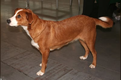 Pinscher Autrichien