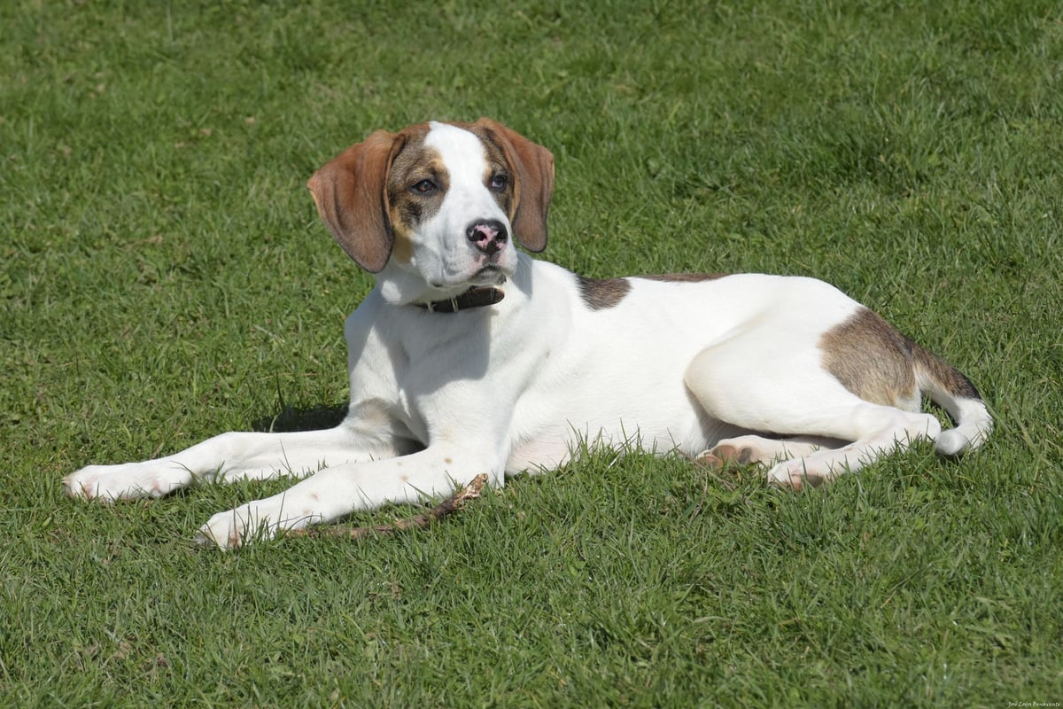 Pointer Anglais