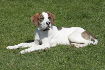 Pointer Anglais
