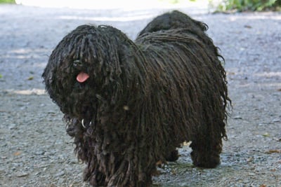 Puli