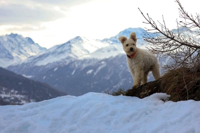 Pumi