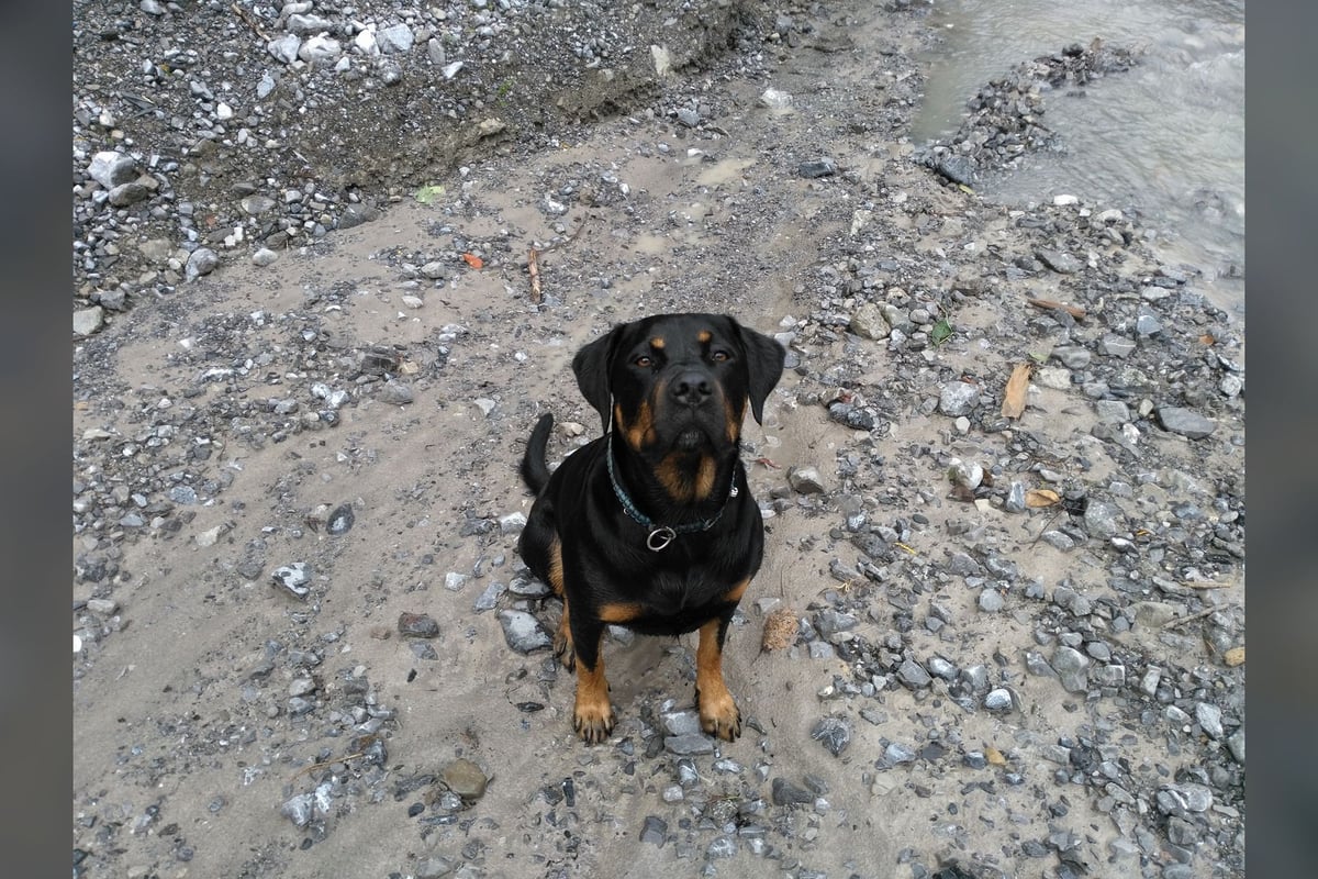 Rottweiler