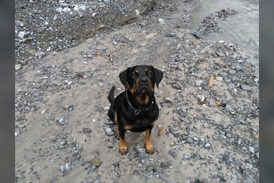 Rottweiler