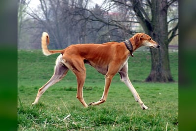 Saluki