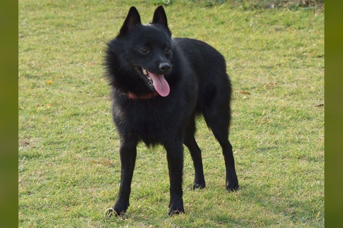 Schipperke