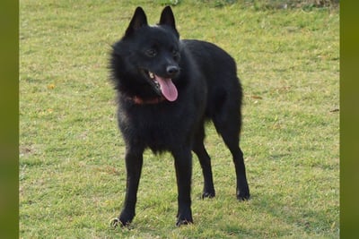 Schipperke