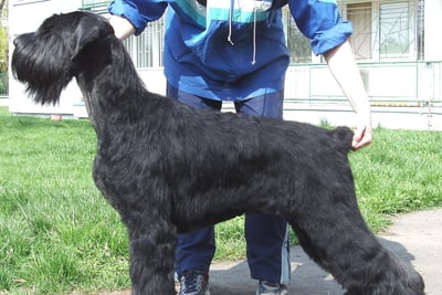 Schnauzer Géant