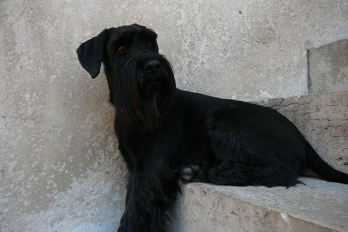 Schnauzer Moyen