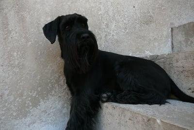 Schnauzer Moyen