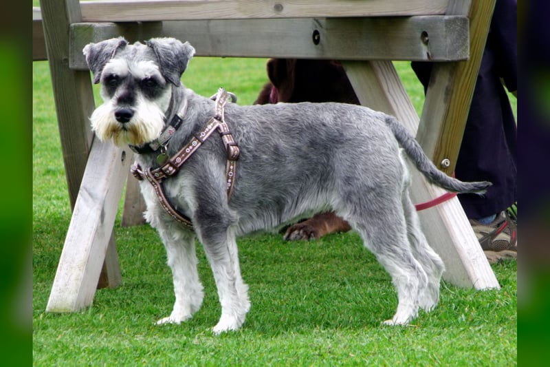 Schnauzer Nain