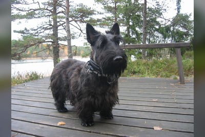 Scottish Terrier