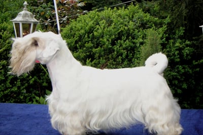 Sealyham Terrier