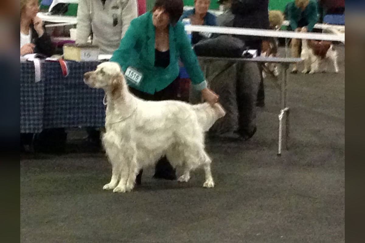 Setter Anglais