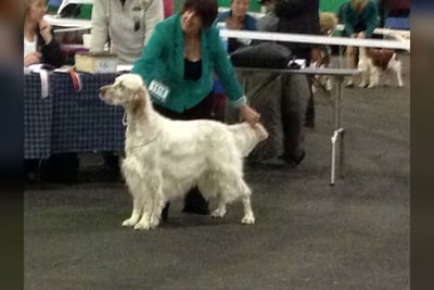 Setter Anglais