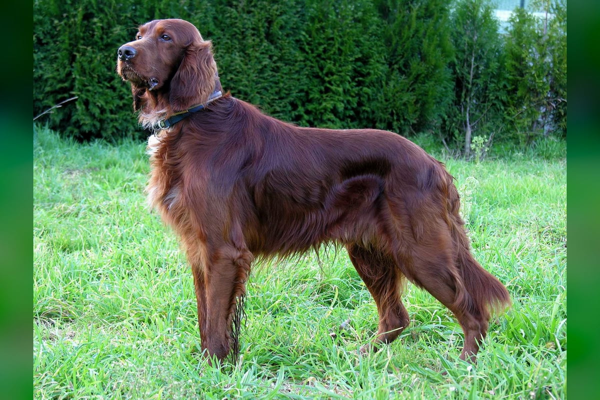 Setter Irlandais