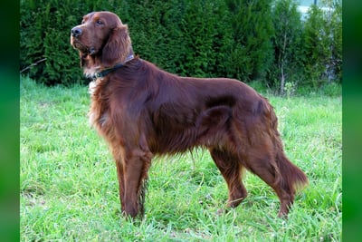 Setter Irlandais