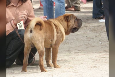 Shar-Pei