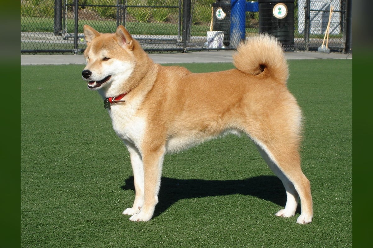Shiba Inu