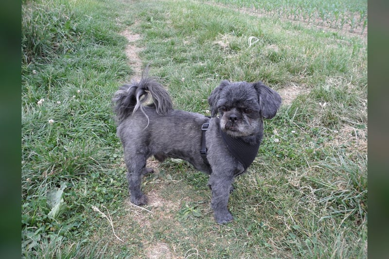 Shih Tzu