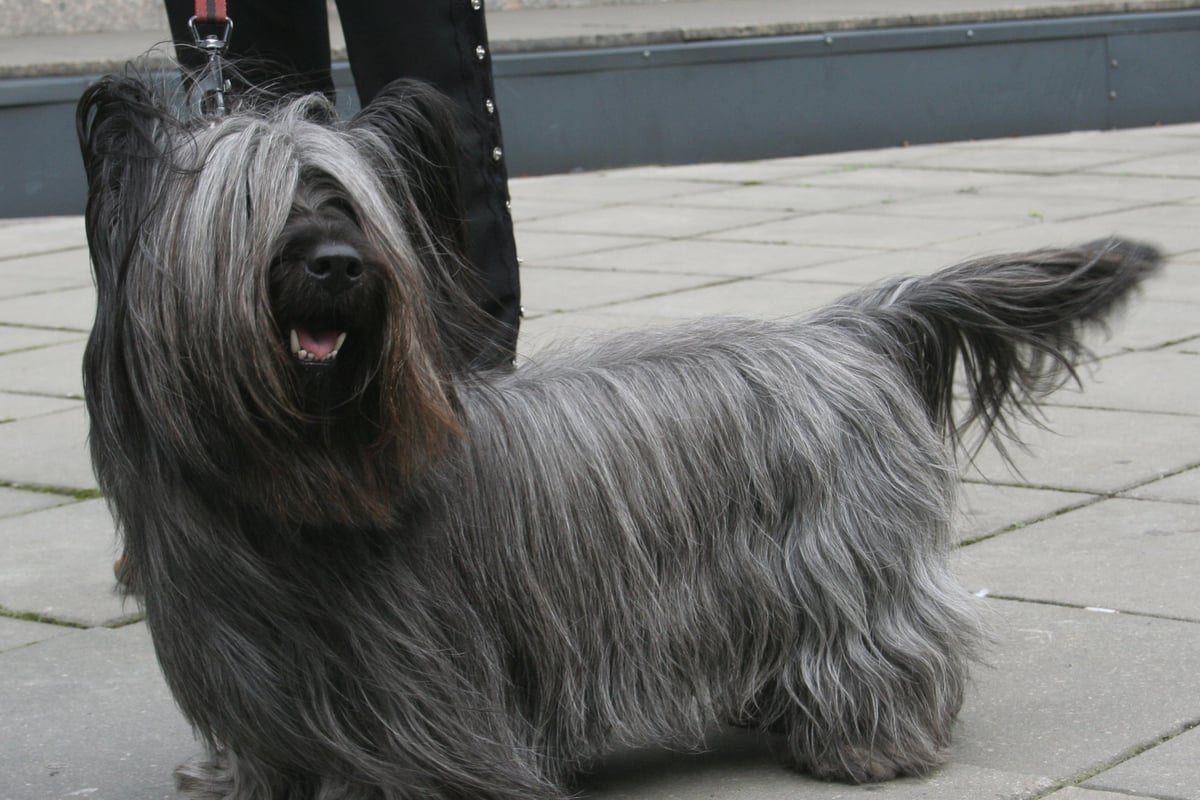 Skye Terrier