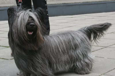 Skye Terrier