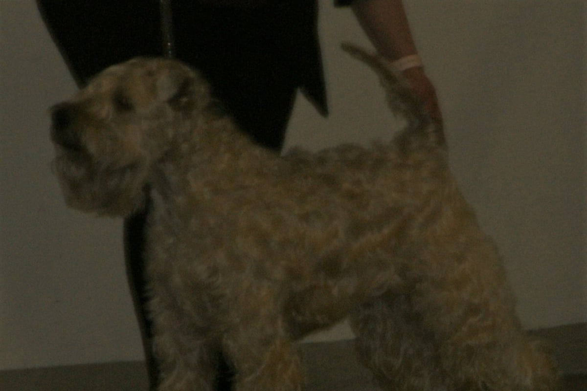 Soft Coated Wheaten Terrier