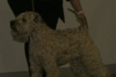 Soft Coated Wheaten Terrier