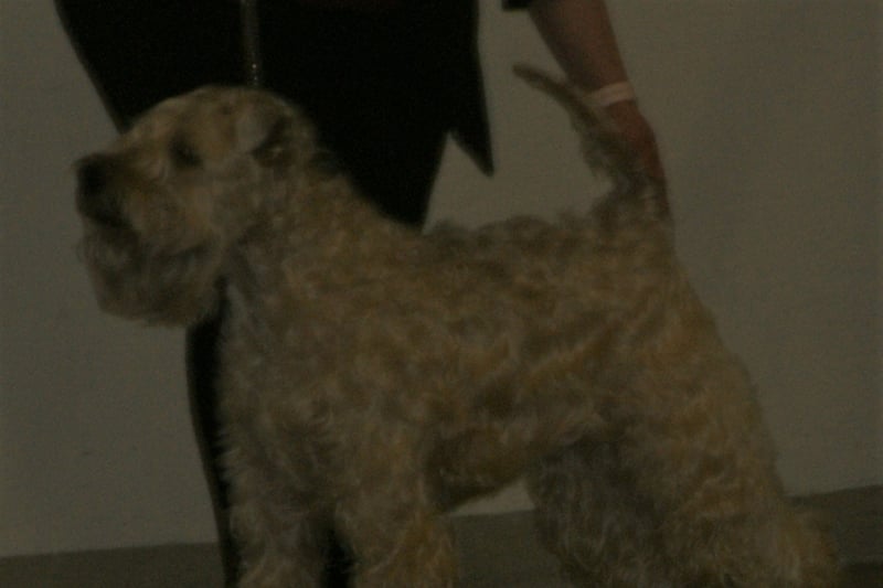 Soft Coated Wheaten Terrier