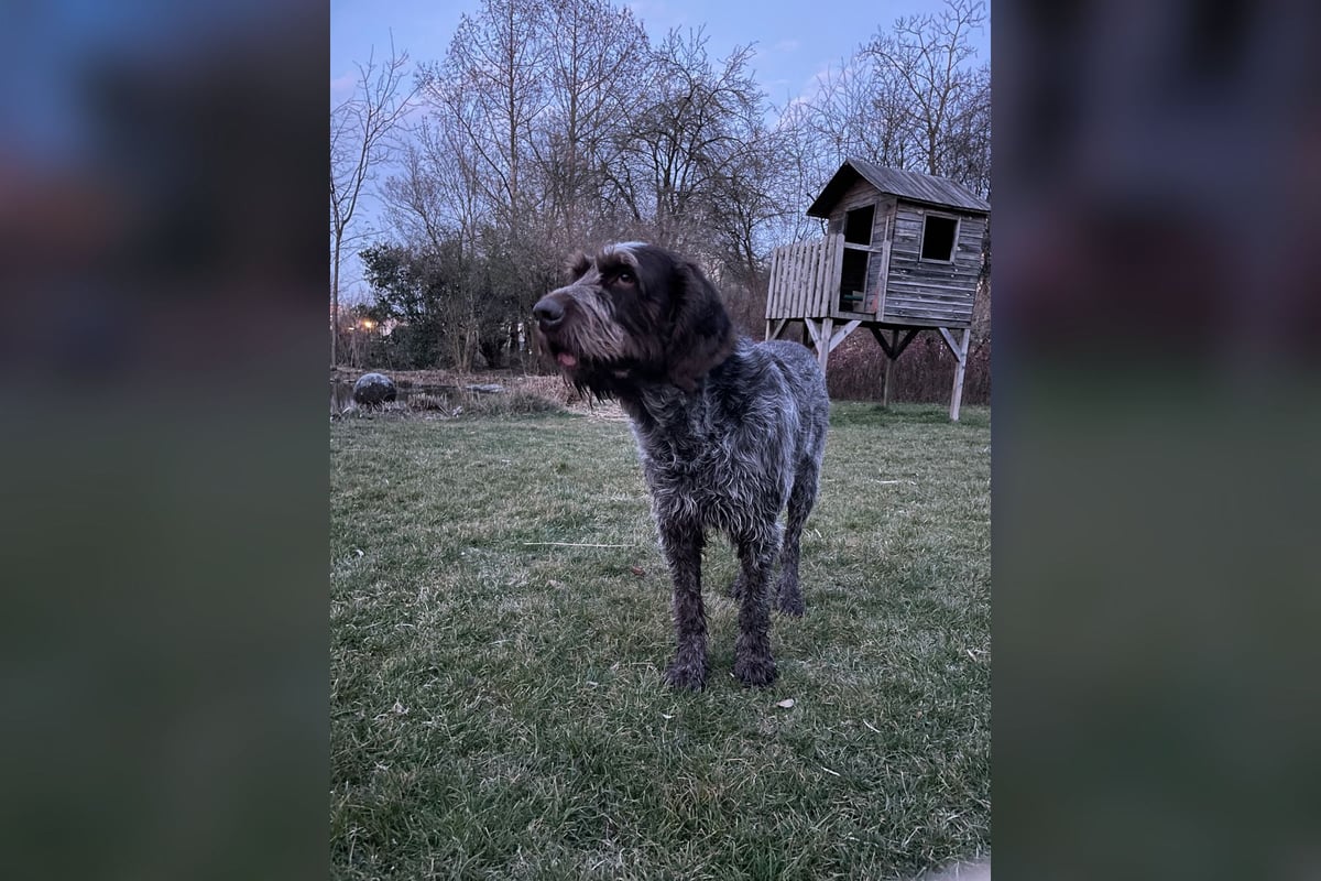 Spinone Italien