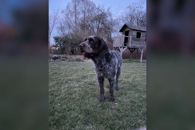 Spinone Italien