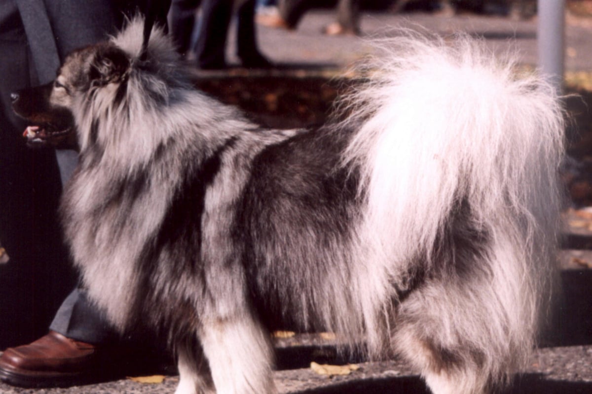 Spitz Loup
