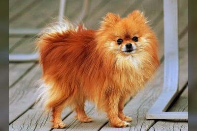 Spitz Nain (Pomeranian)