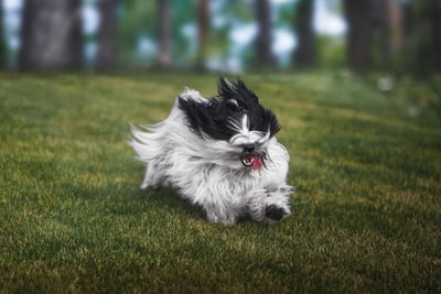 Terrier Tibétain