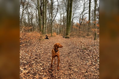 Vizsla