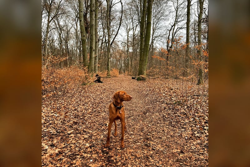 Vizsla