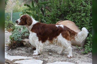 Welsh Springer Spaniel