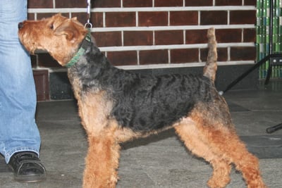 Welsh Terrier