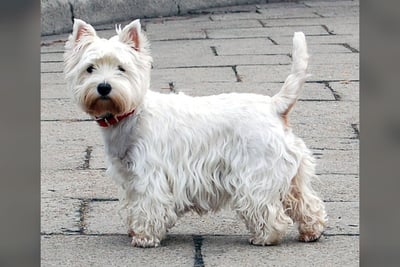 West Highland White Terrier
