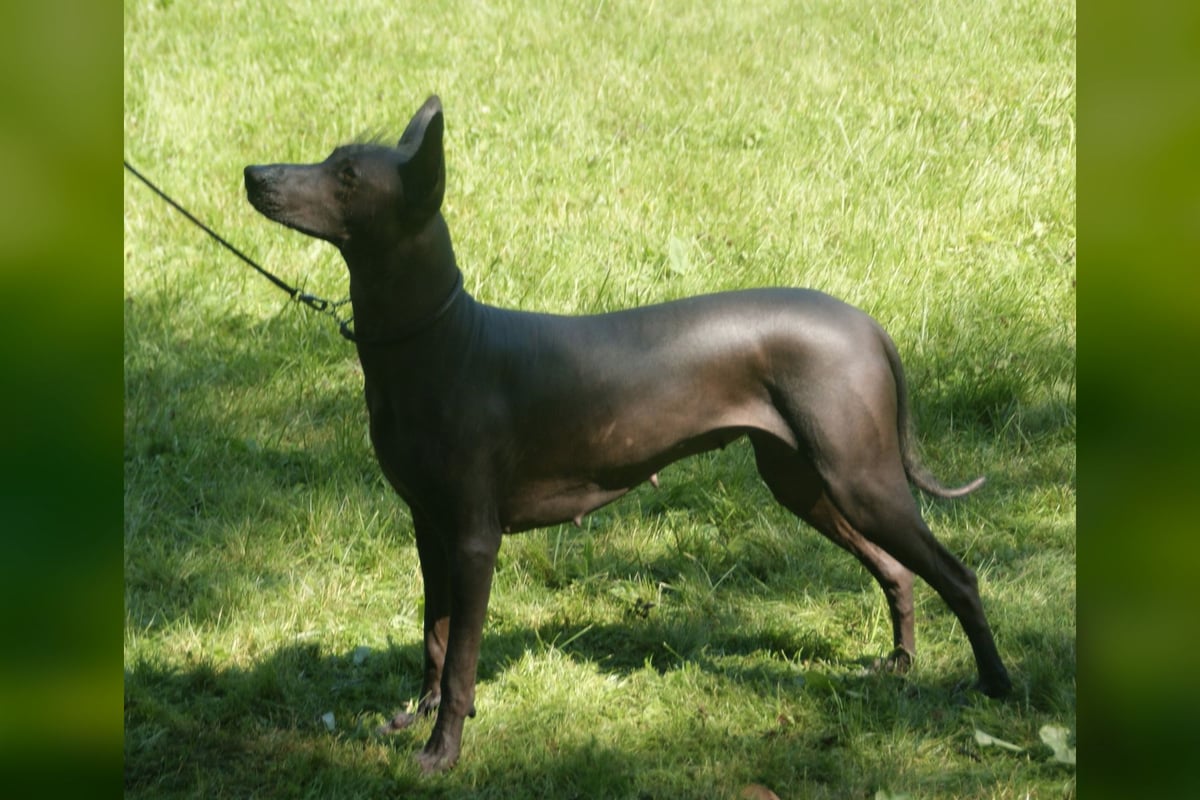 Xoloitzcuintle