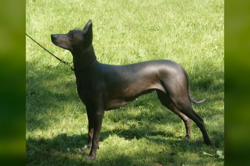 Xoloitzcuintle