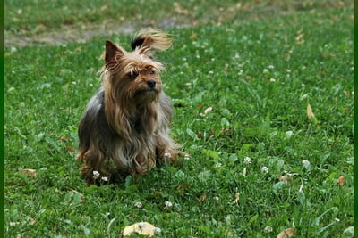 Yorkshire Terrier