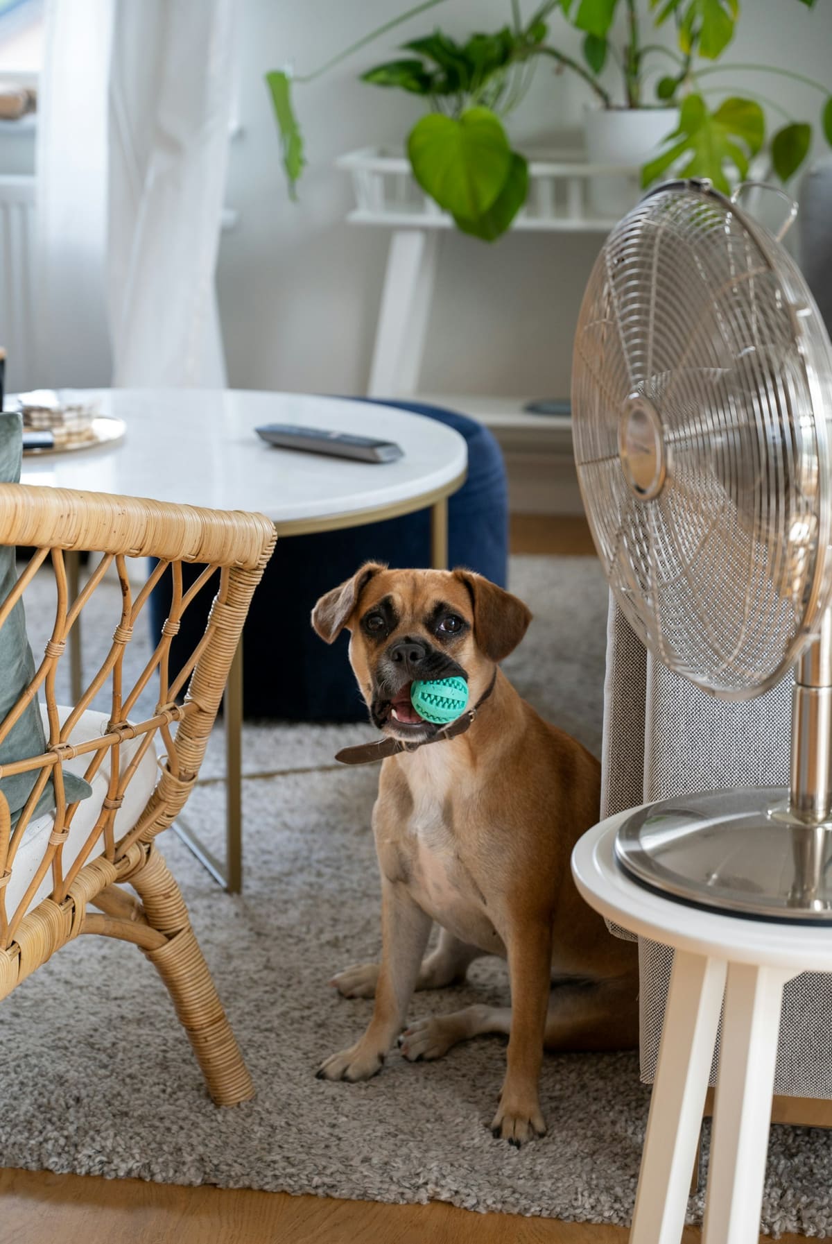 Un chien avec sa balle dans un salon clair, près d'un fauteuil en rotin