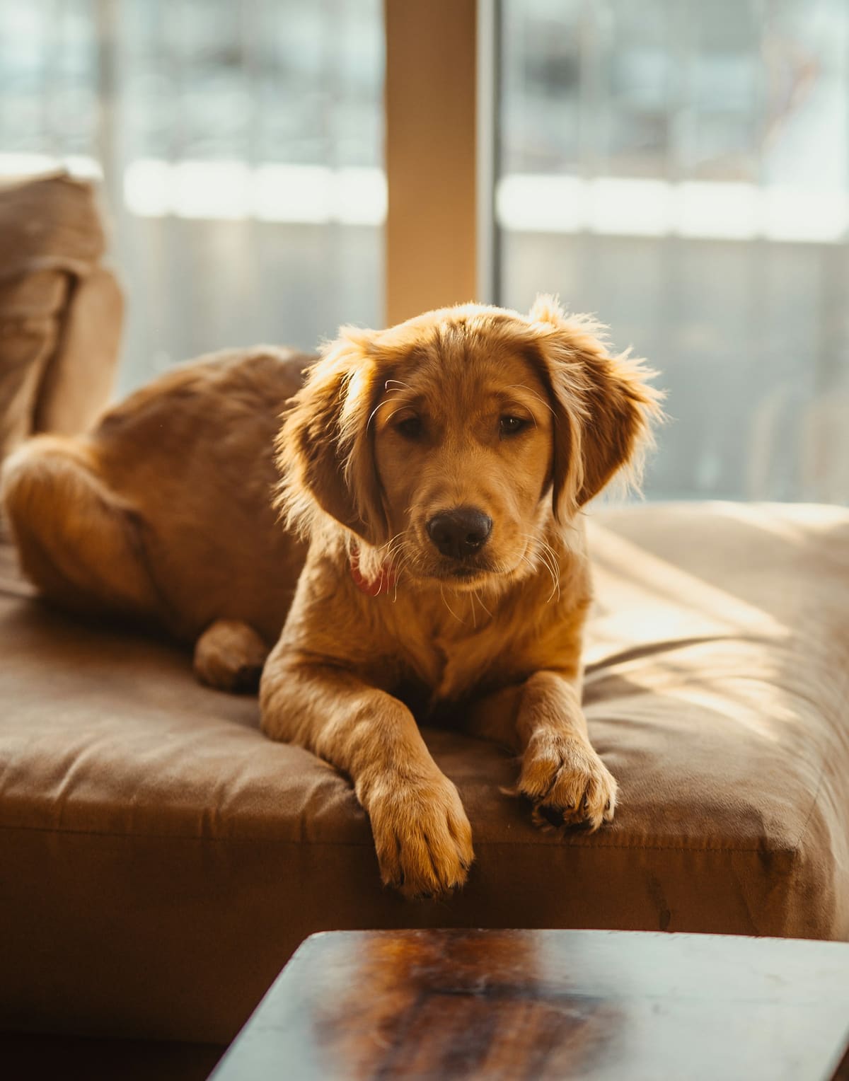 Chiot golden retriever couché sur un canapé, devant une grande fenêtre baignée de lumière