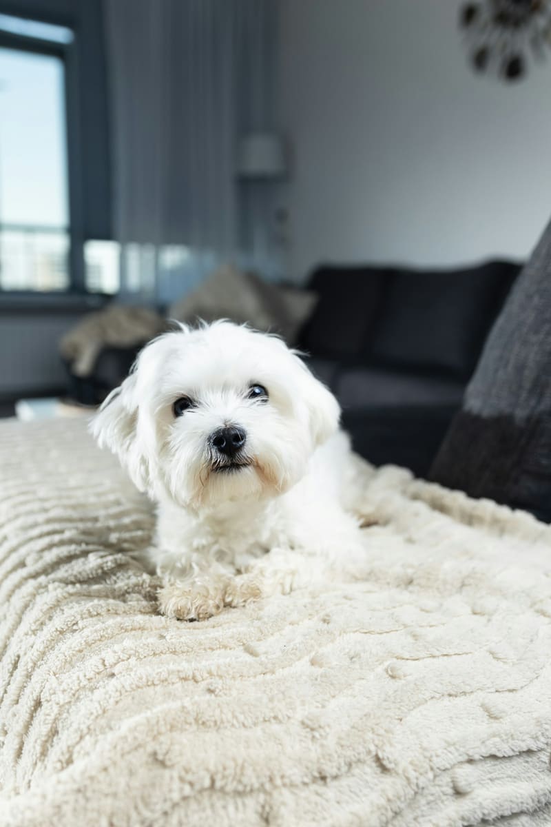 Petit chien blanc allongé sur un canapé clair
