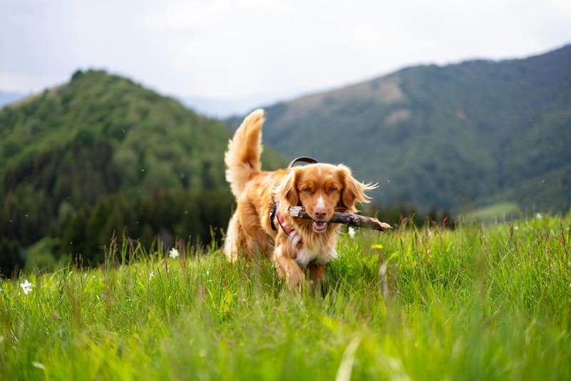 Chien qui court dans un pré