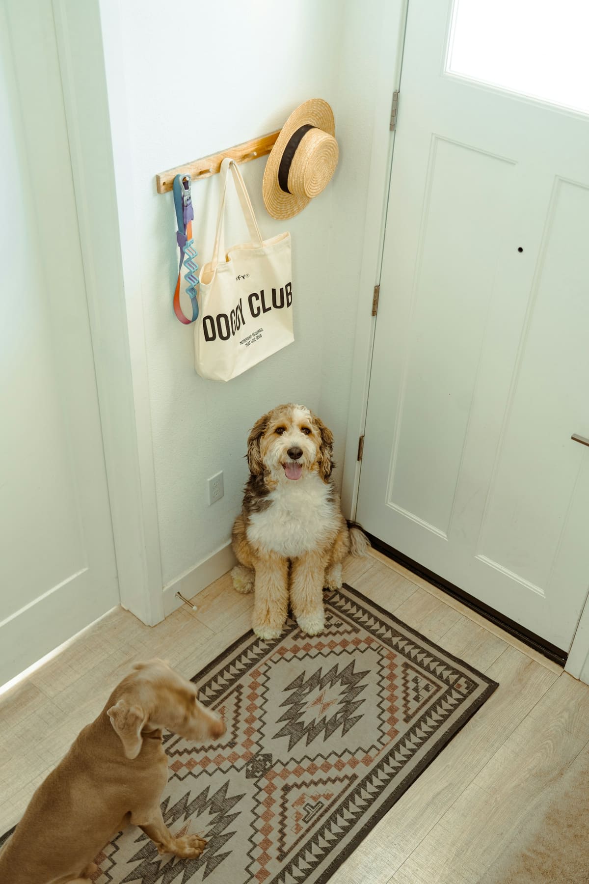Un chien assis devant la porte d'entrée, sous le sac de promenade