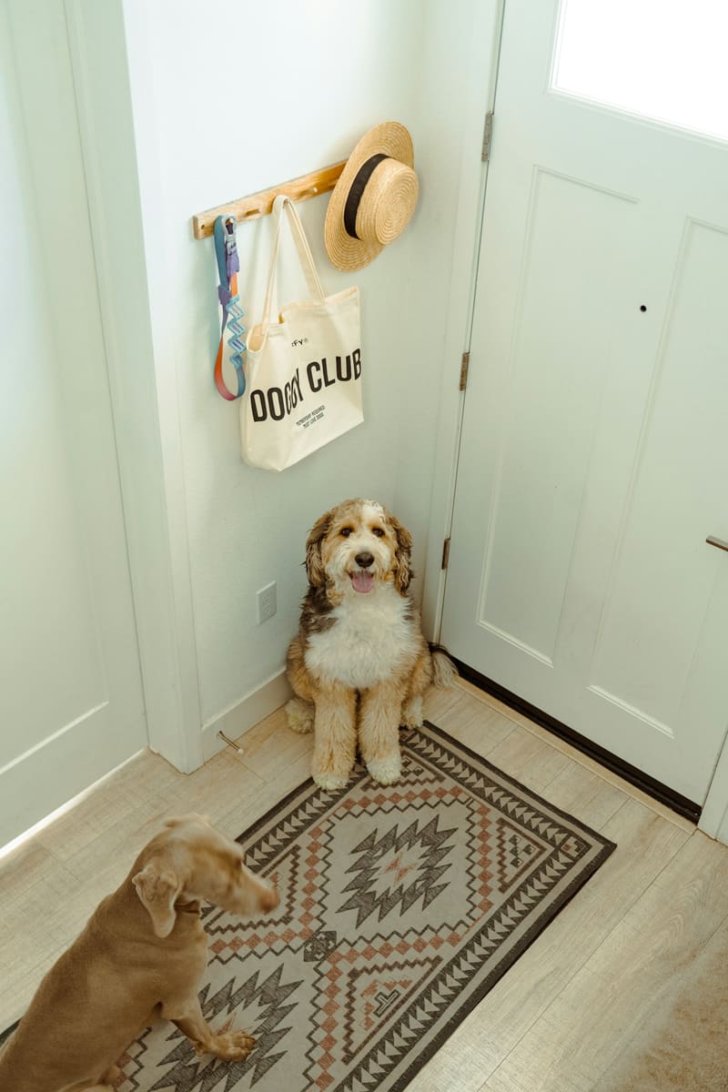 Chien assis dans un couloir clair