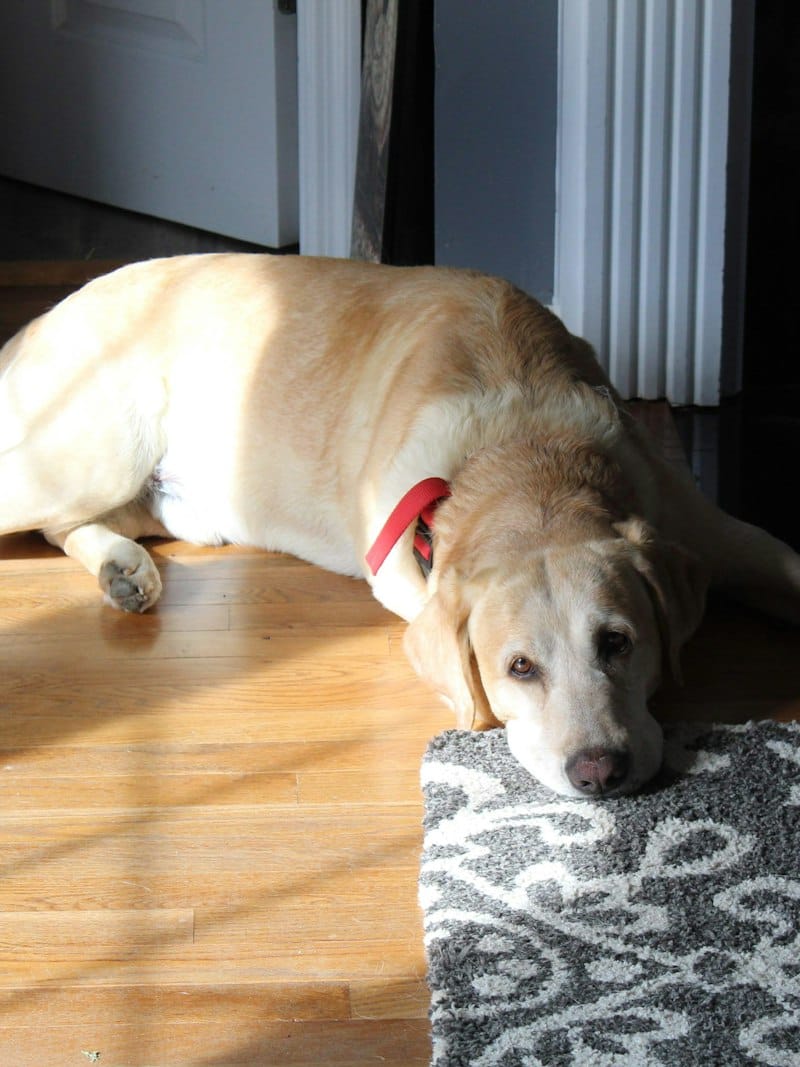 Un chien allongé sur un tapis, dans la lumière du matin